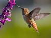 Hummingbird's Avatar