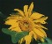 Sunflower77's Avatar